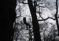 heb jij wel eens een boom gekapt?